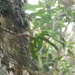 Angraecum obversifolium Habitat