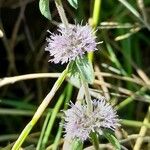 Mentha pulegium 花