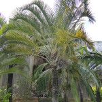 Dypsis decaryi Агульны выгляд