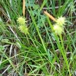 Carex flava Flor