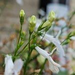 Lobelia erinus 整株植物