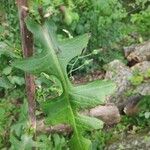 Lactuca floridana Blad