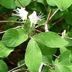 Lonicera xylosteum Blomma