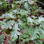 Quercus cerris Blad