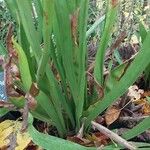 Sarracenia flava Folha