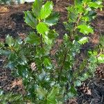 Ilex meserveae Blatt