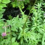 Cirsium rivulare Ekosanga