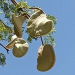 Vachellia erioloba Fruto