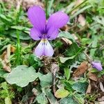 Viola bubanii Blüte