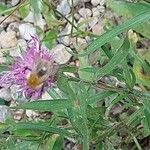 Centaurea stoebe Flower