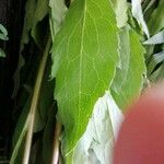 Solidago virgaurea Leaf