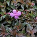 Centradenia inaequilateralis Flower