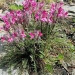 Pedicularis rosea