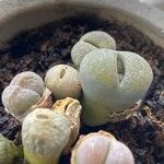 Lithops fulviceps Ліст