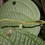 Miconia neoepiphyitca Levél