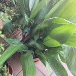 Aspidistra elatior Frunză