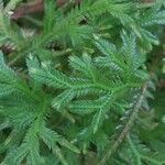 Selaginella concinna Hoja