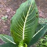 Dieffenbachia oerstedii Feuille