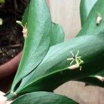 Ruscus hypophyllum Flower