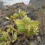 Opuntia dillenii Leaf