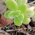 Sedum kimnachii Frunză