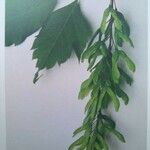 Acer cissifolium Fruto