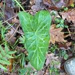 Arum italicum Frunză