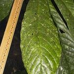 Meliosma donnellsmithii Leaf
