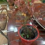 Oxalis hedysaroides Leaf