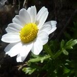 Mauranthemum decipiens Květ