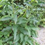 Hieracium inuloides Leaf