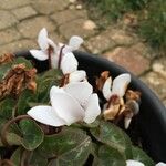 Cyclamen persicum Flower