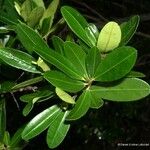 Erythroxylum novocaledonicum Tervik taim