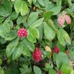 Calliandra tergemina Leaf