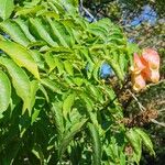 Koelreuteria bipinnata Цвят