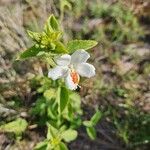 Hibiscus flavifolius 花