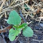 Amaranthus palmeri পাতা