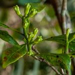 Syzygium aromaticum Plod