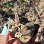 Ipomoea murucoides Fruto