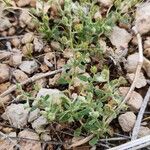 Helianthemum salicifolium Libunga