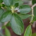 Buchozia japonica Blatt