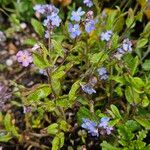 Myosotis sylvatica Habitus