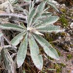 Lupinus alopecuroides Blad