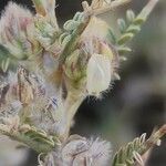 Astragalus piptocephalus Flower
