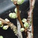 Prunus salicina Blomma