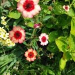 Potentilla nepalensis Flower