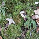 Asplenium viride Yaprak