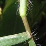 Digitaria setigera Bark