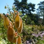 Ononis fruticosa Ffrwyth