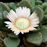 Aloinopsis rubrolineata